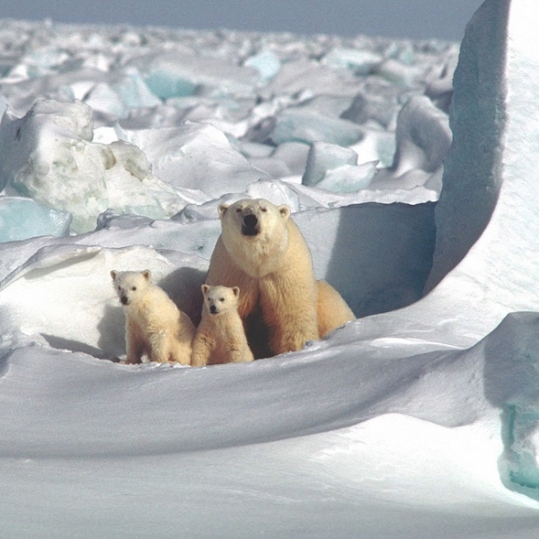 TROMSØ E SPEDIZIONE ALLE SVALBARD: GLI ORSI POLARI E L’ARTICO