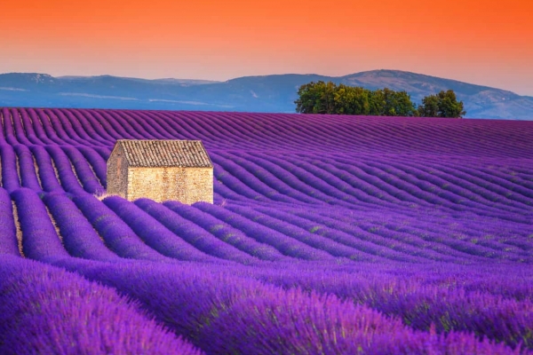 PROVENZA E LA FIORITURA DELLA LAVANDA